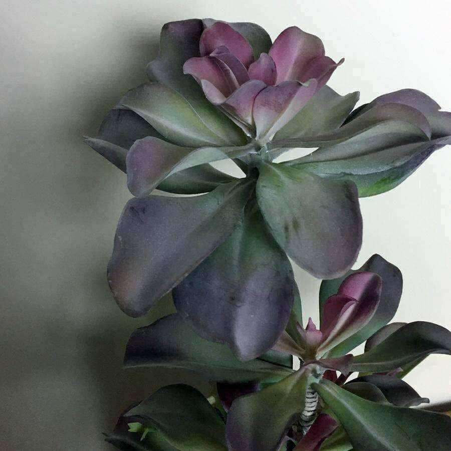 Potted Pink & Green Echeveria Succulent - The Farthing