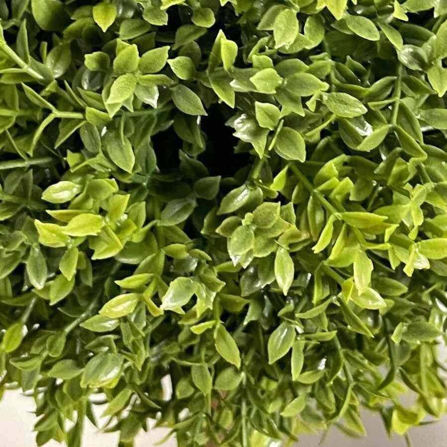 Potted Round Boxwood - The Farthing