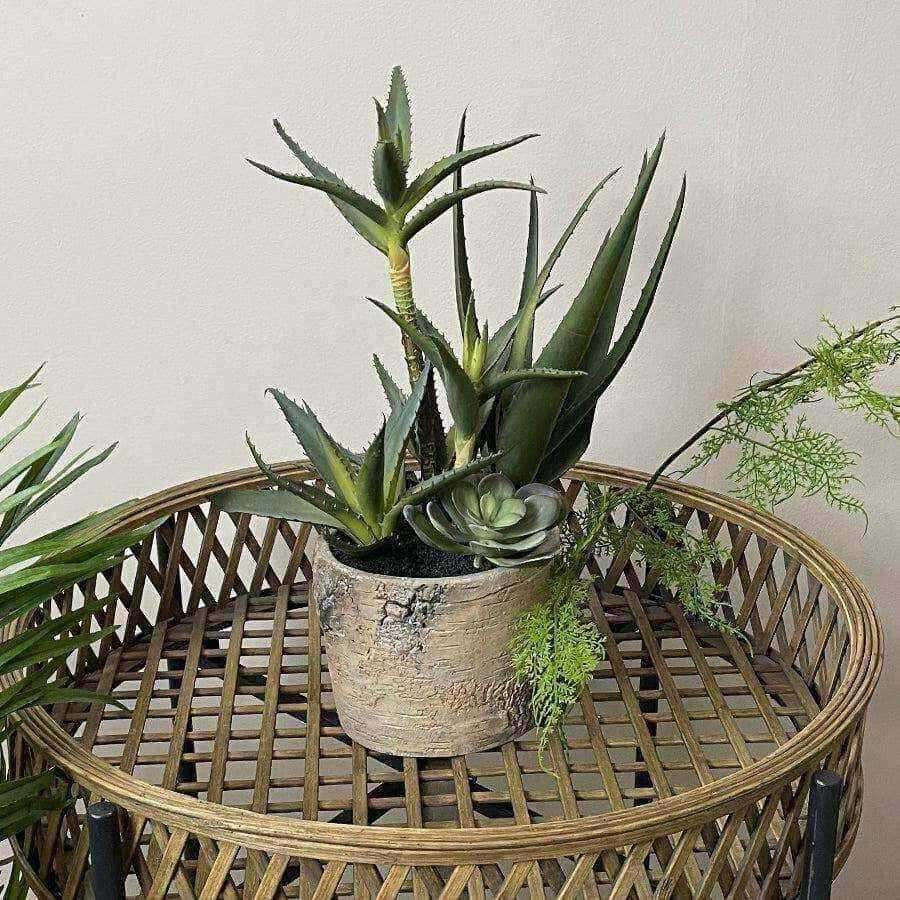 Succulent Display In Rustic Pot - The Farthing