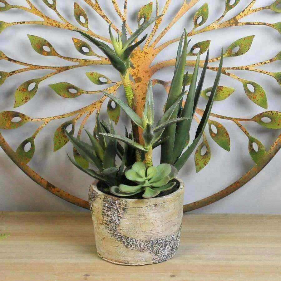 Succulent Display In Rustic Pot - The Farthing