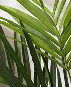 Faux Tall Kentia Palm Plant - The Farthing