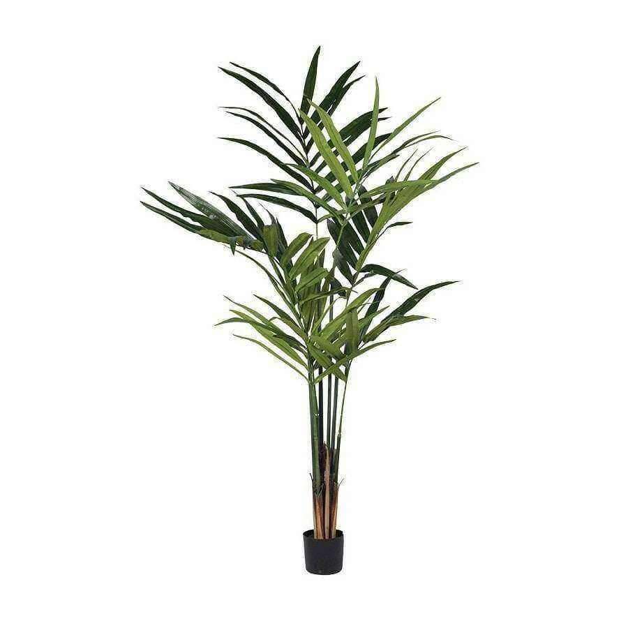 Tall Kentia Palm - The Farthing