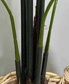 Faux Tall Kentia Palm Plant - The Farthing