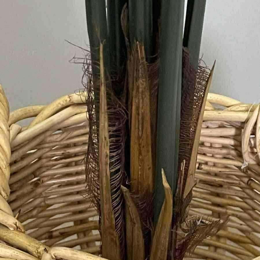 Tall Kentia Palm - The Farthing