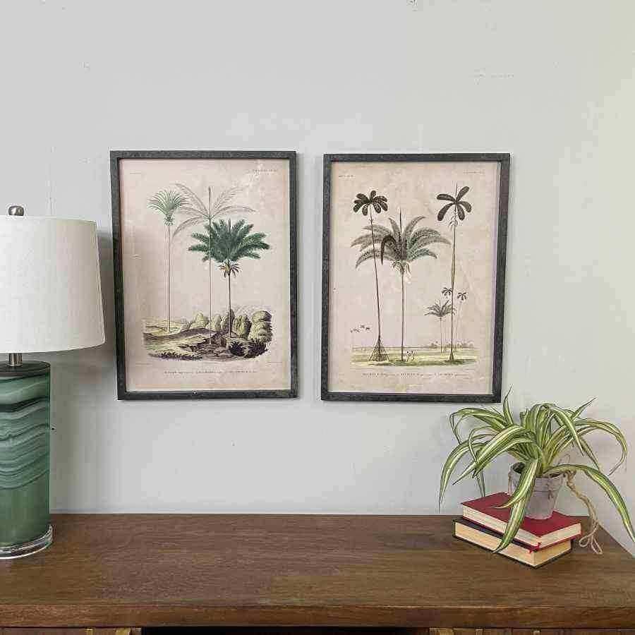 Vintage Palm Tree Illustrations - set of two - The Farthing