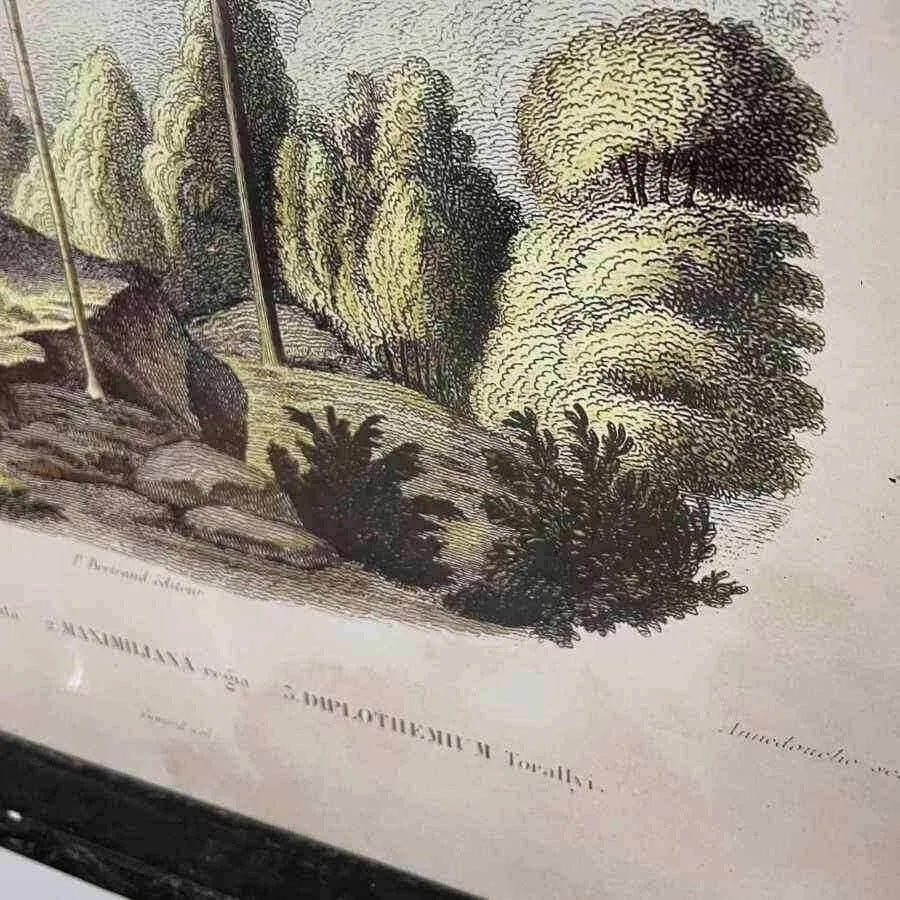 Vintage Palm Tree Illustrations - set of two - The Farthing