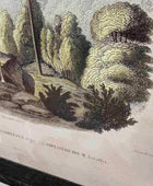 Vintage Palm Tree Illustrations - set of two - The Farthing